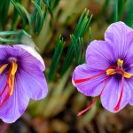 history of saffron