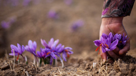 خواص گلبرگ زعفران